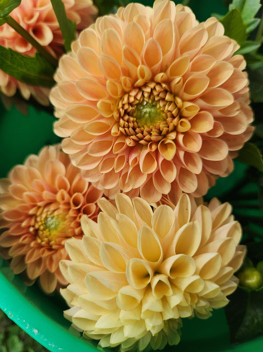 Darcy Dahlia Tuber