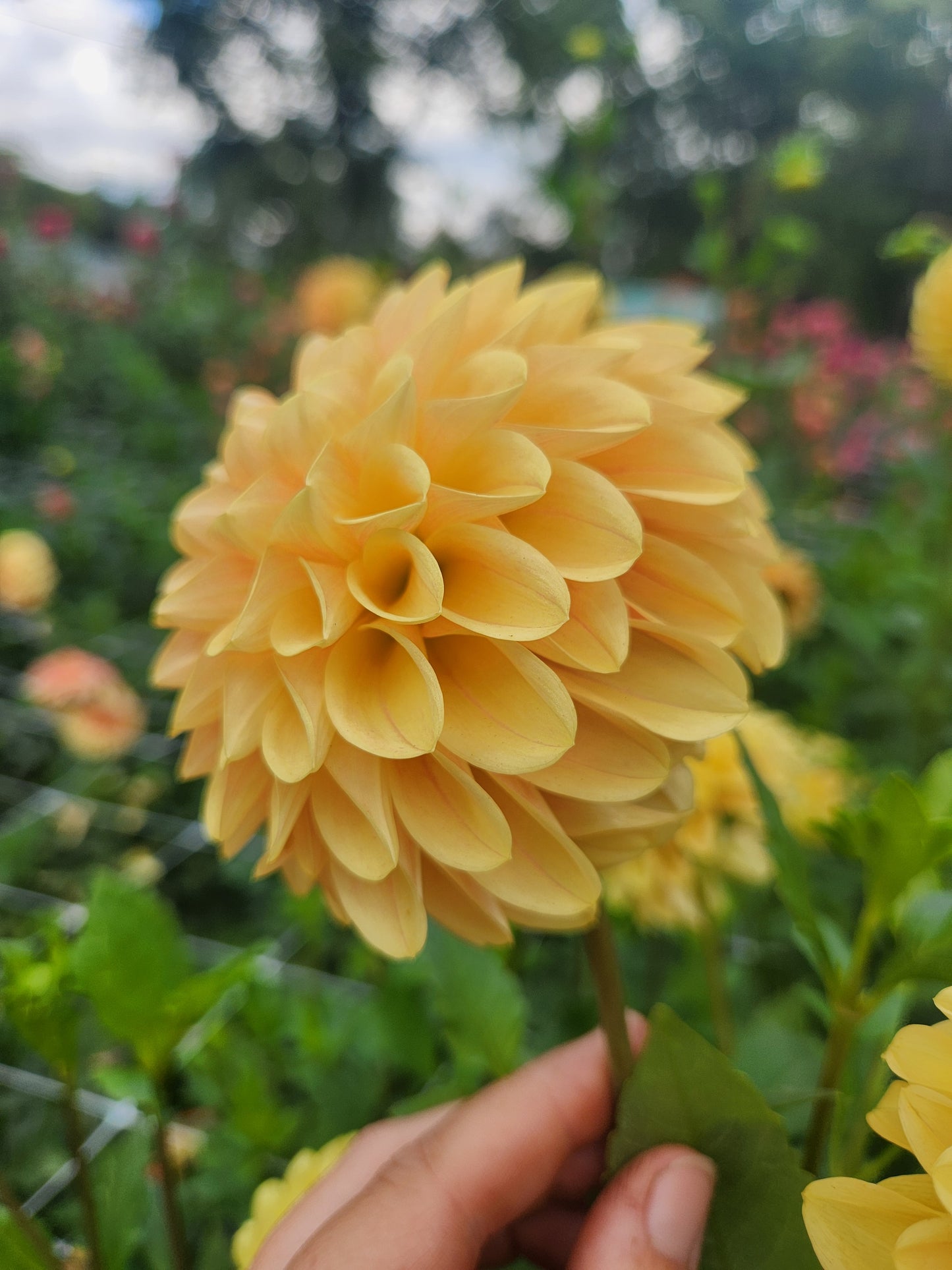 Darcy Dahlia Tuber