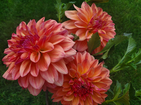 Ferncliff Copper Dahlia Potted Plant