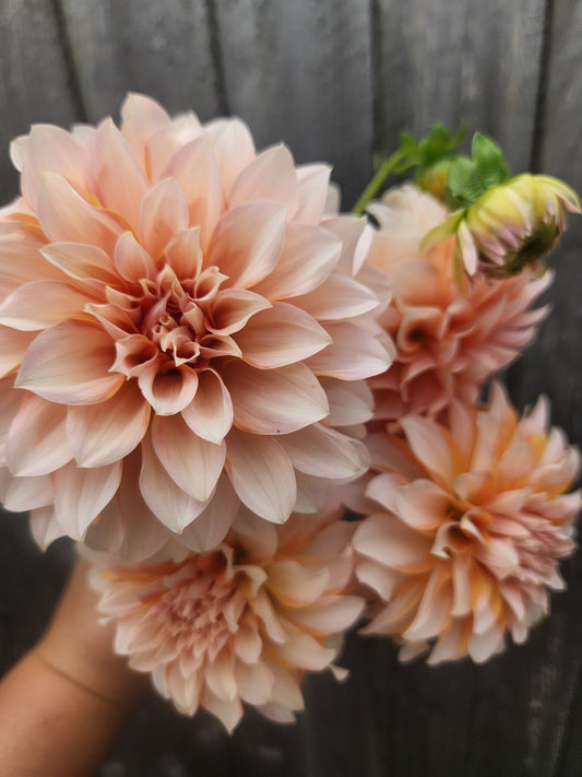 Lee's Chloe Dahlia Tuber