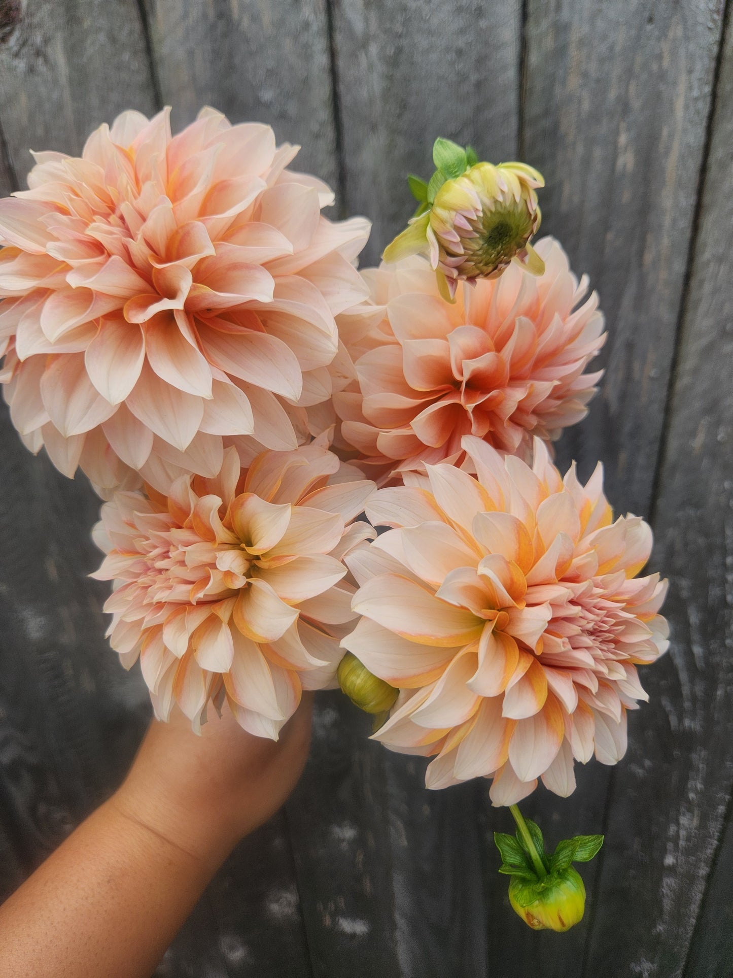 Lee's Chloe Dahlia Tuber