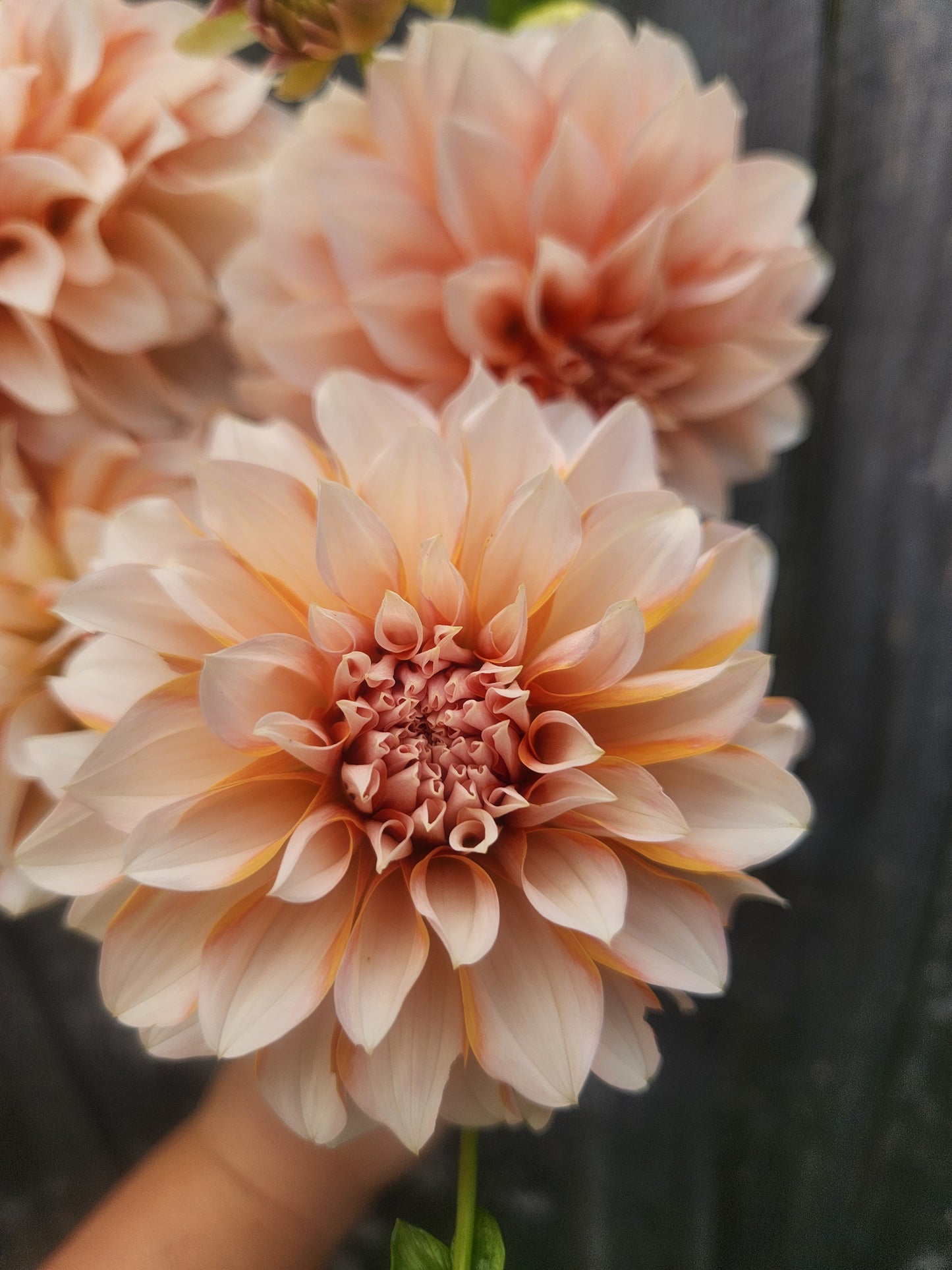 Lee's Chloe Dahlia Tuber