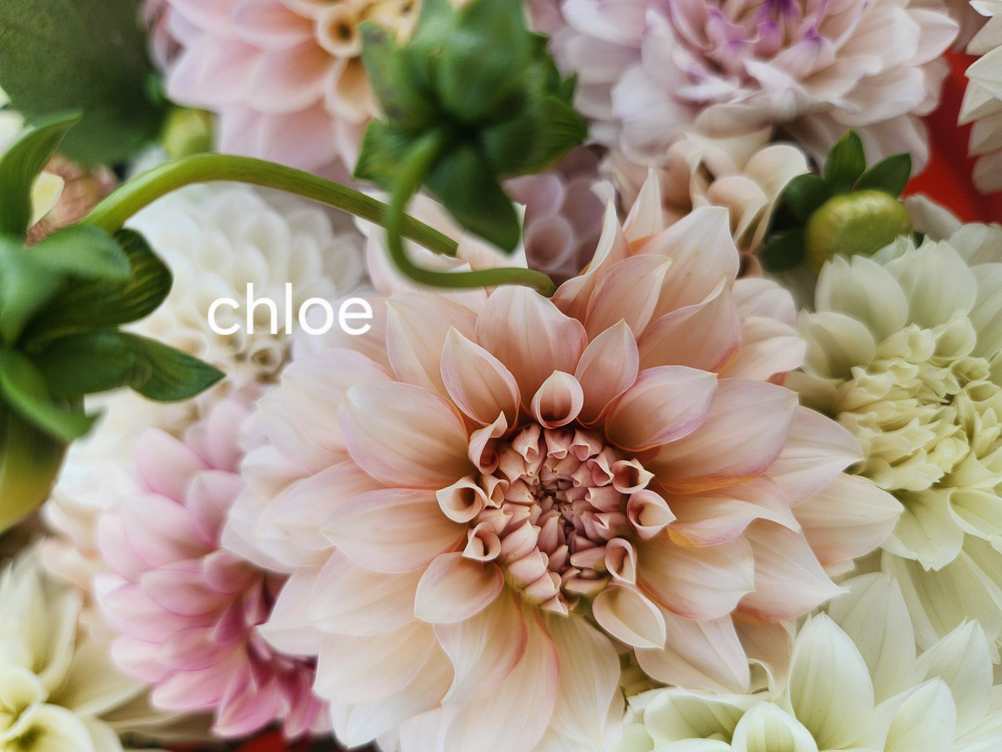 Lee's Chloe Dahlia Tuber