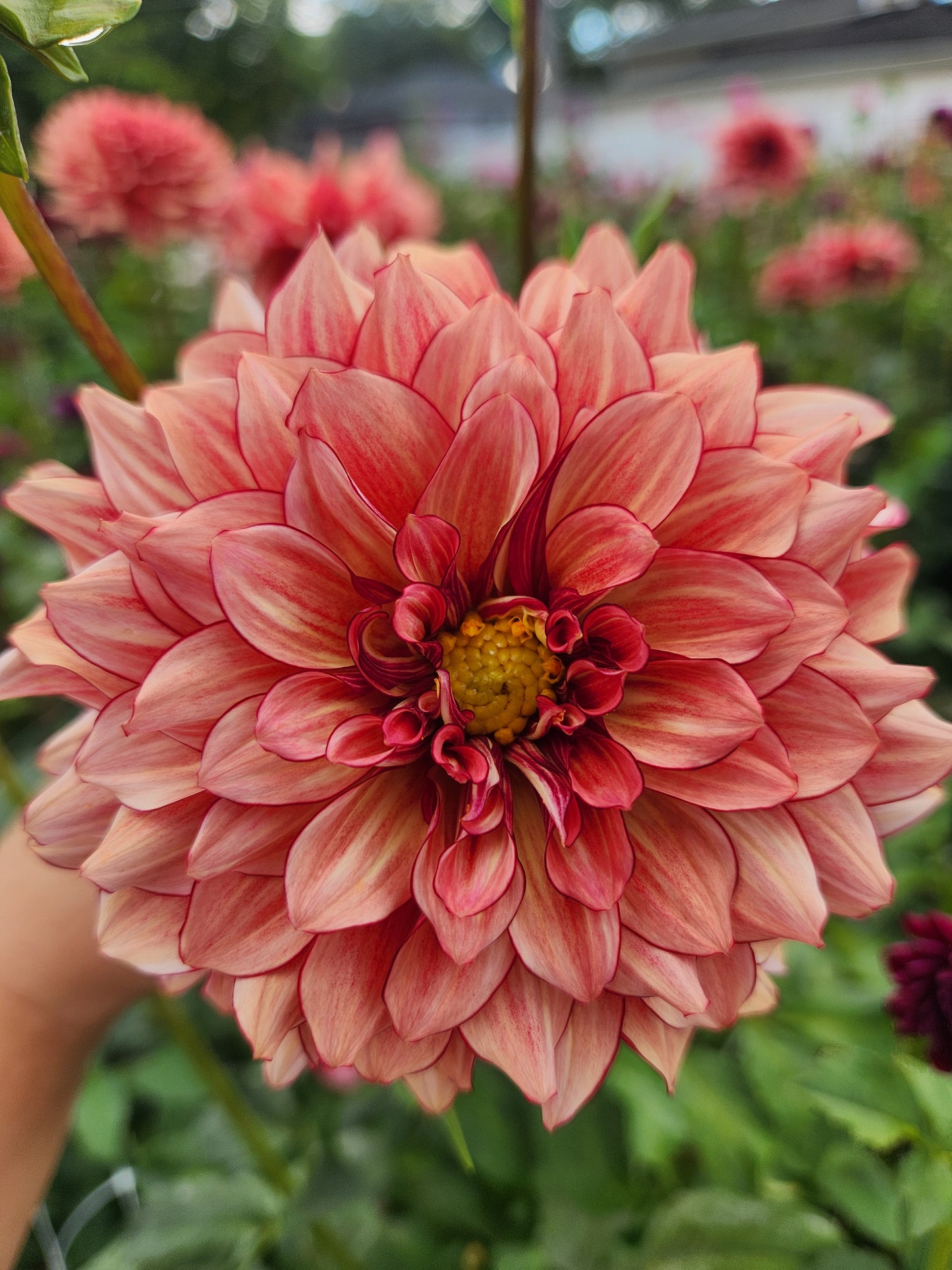 N Force Dahlia Tuber