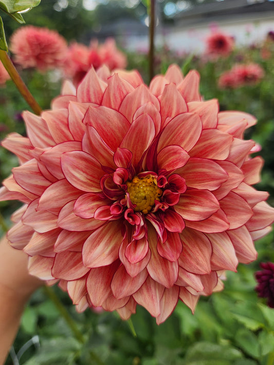 N Force Dahlia Tuber