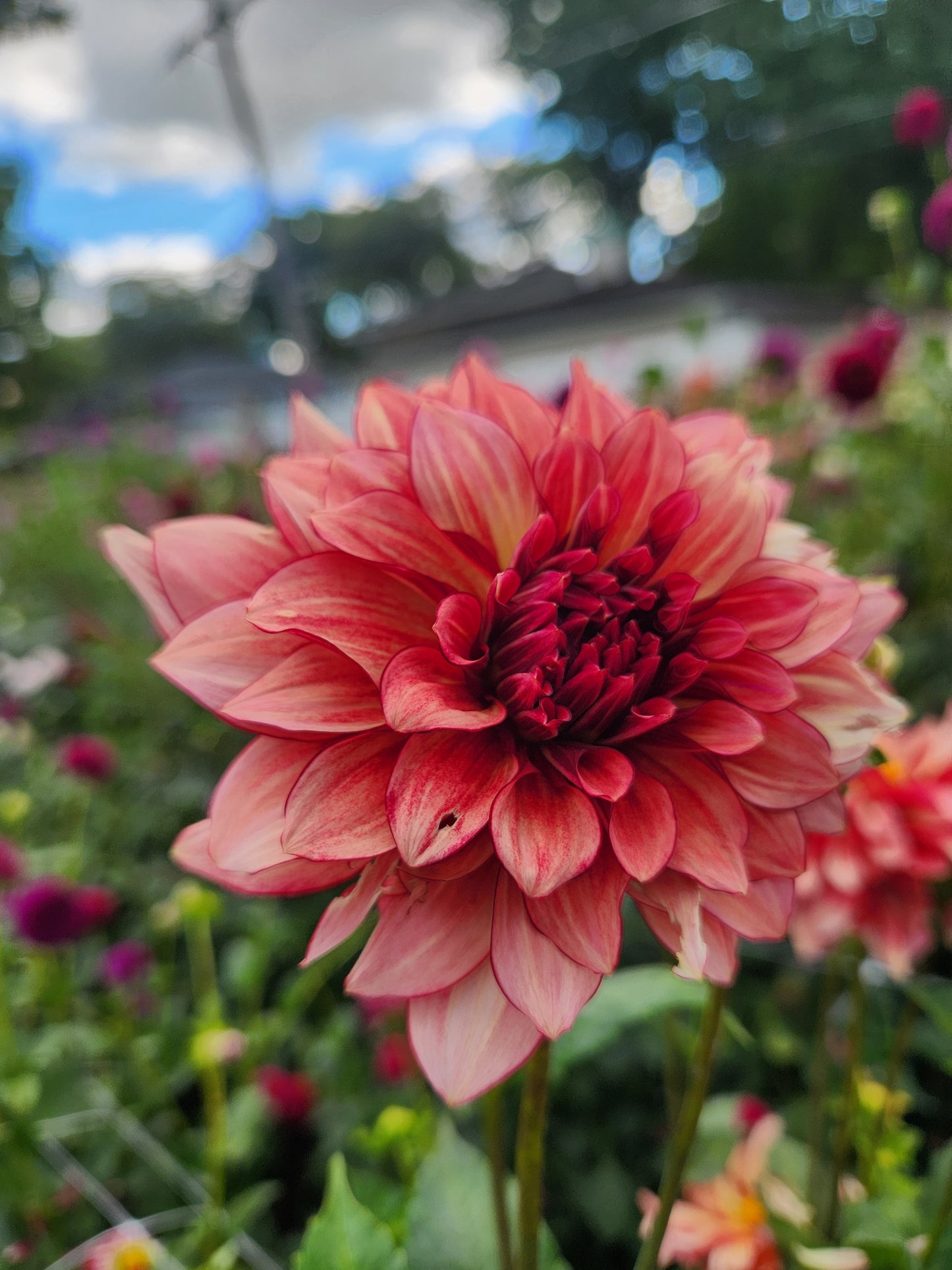 N Force Dahlia Tuber