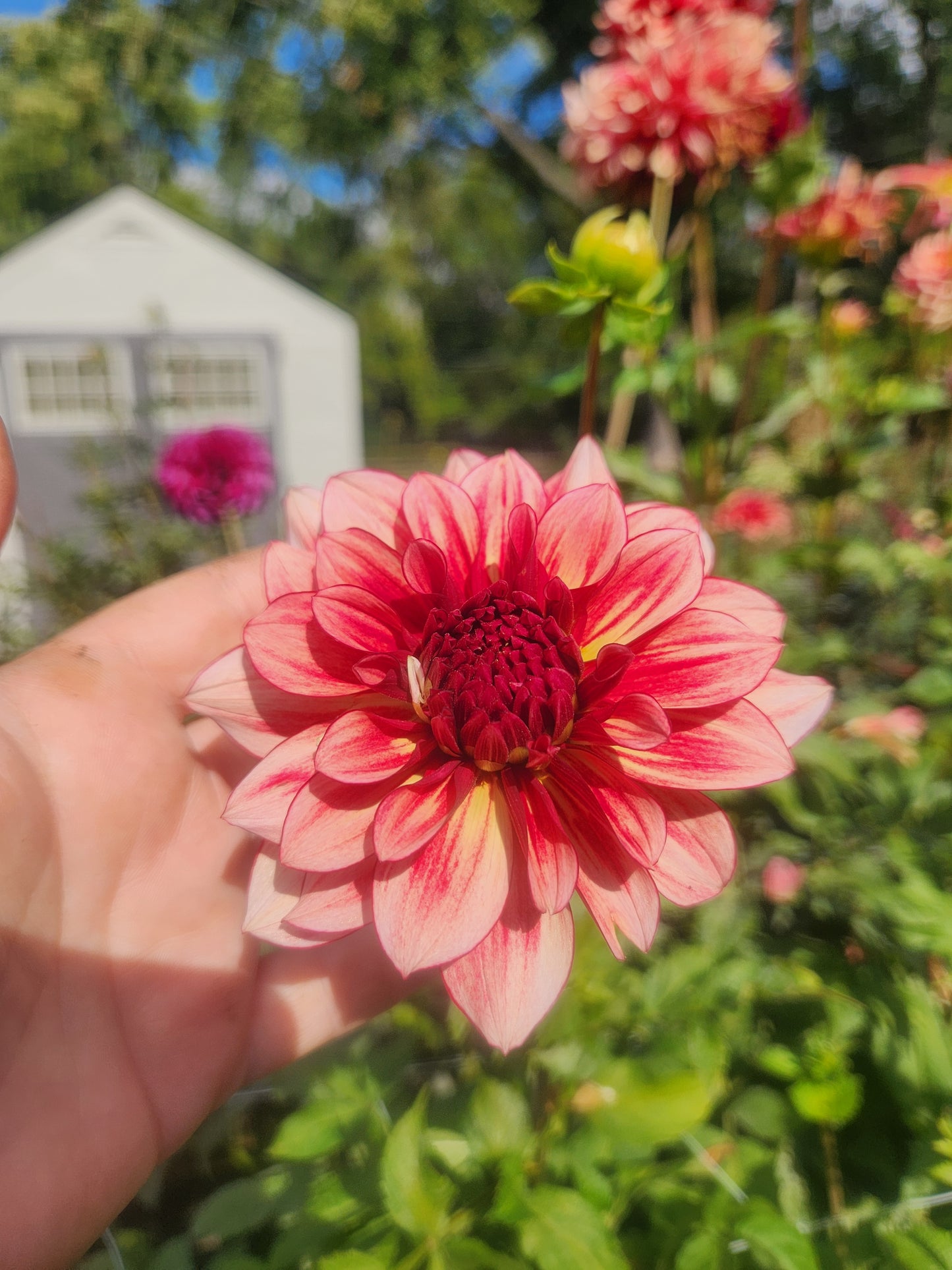 N Force Dahlia Tuber