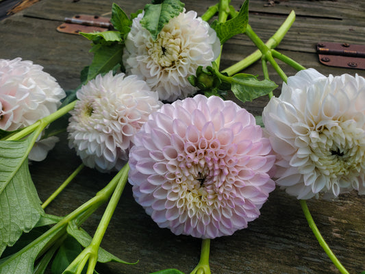 Pink Pearl Dahlia Potted Plant