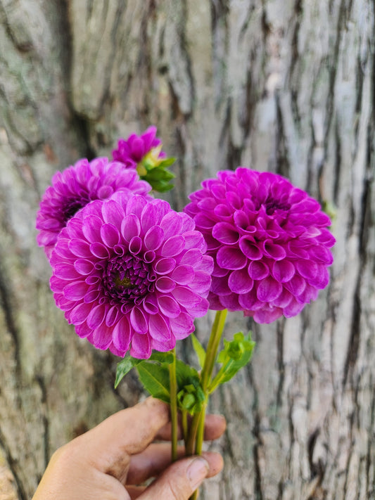 Robann Royal Dahlia Tuber
