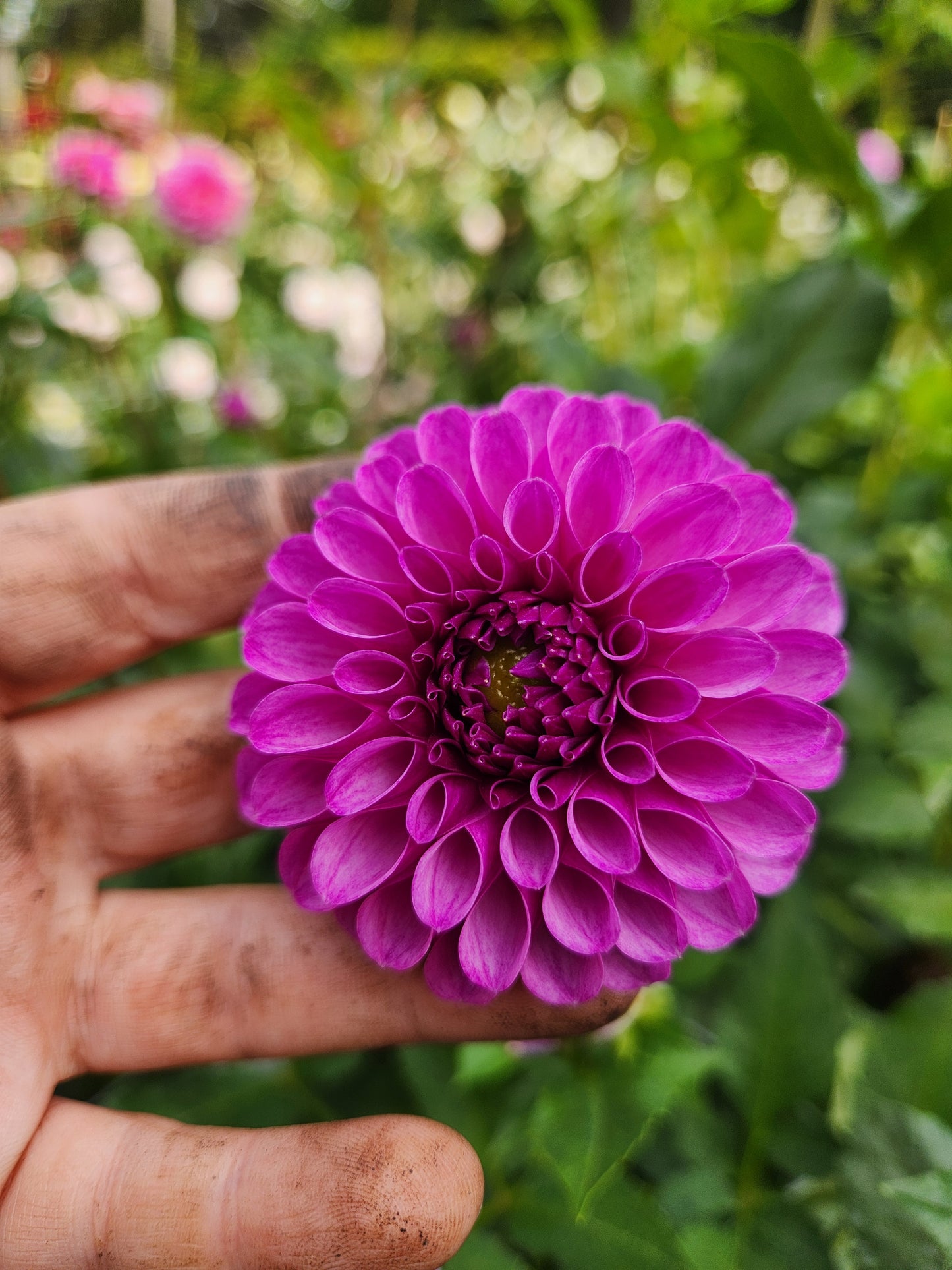 Robann Royal Dahlia Tuber