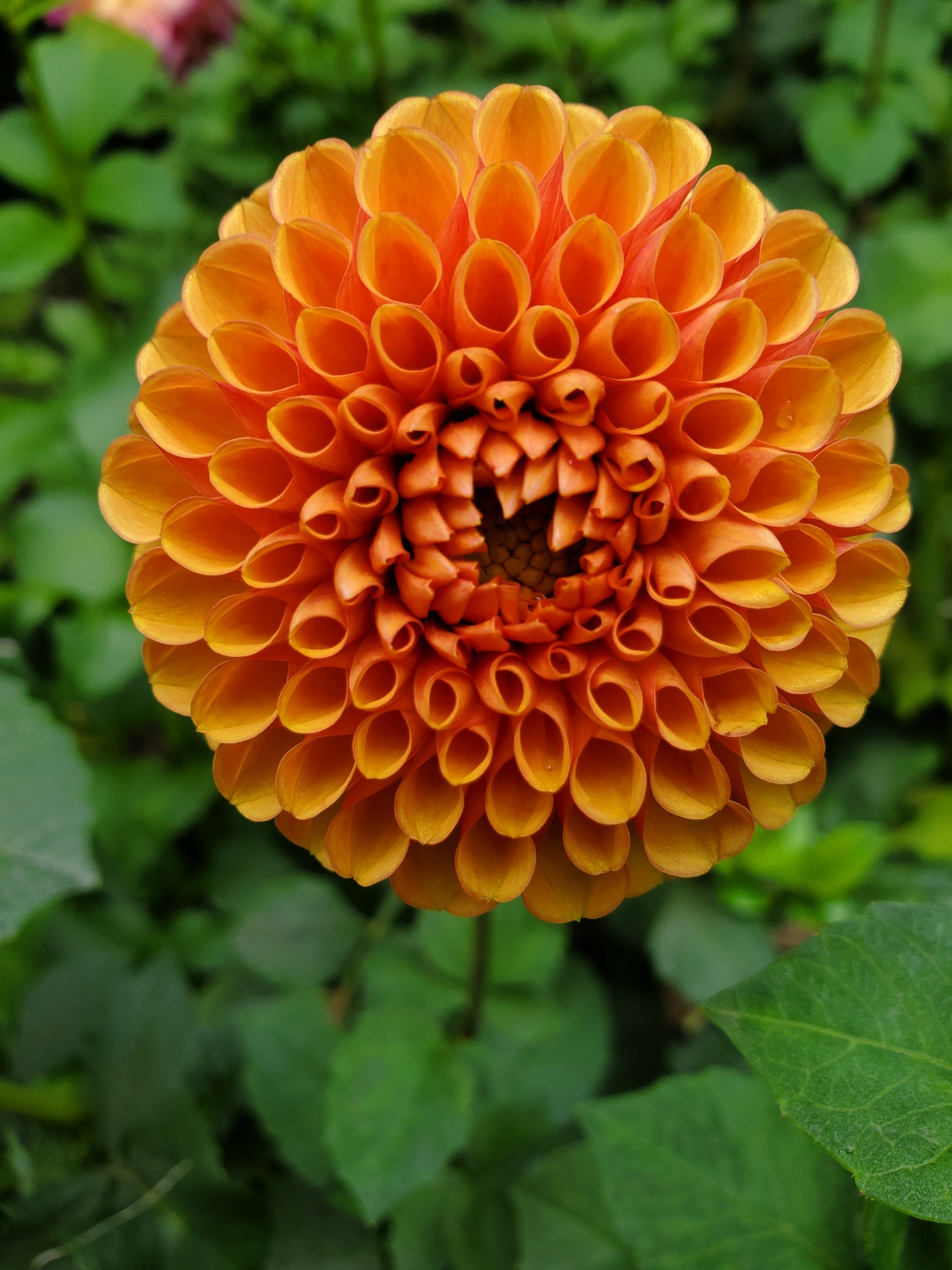 Rose Toscano Dahlia Tuber