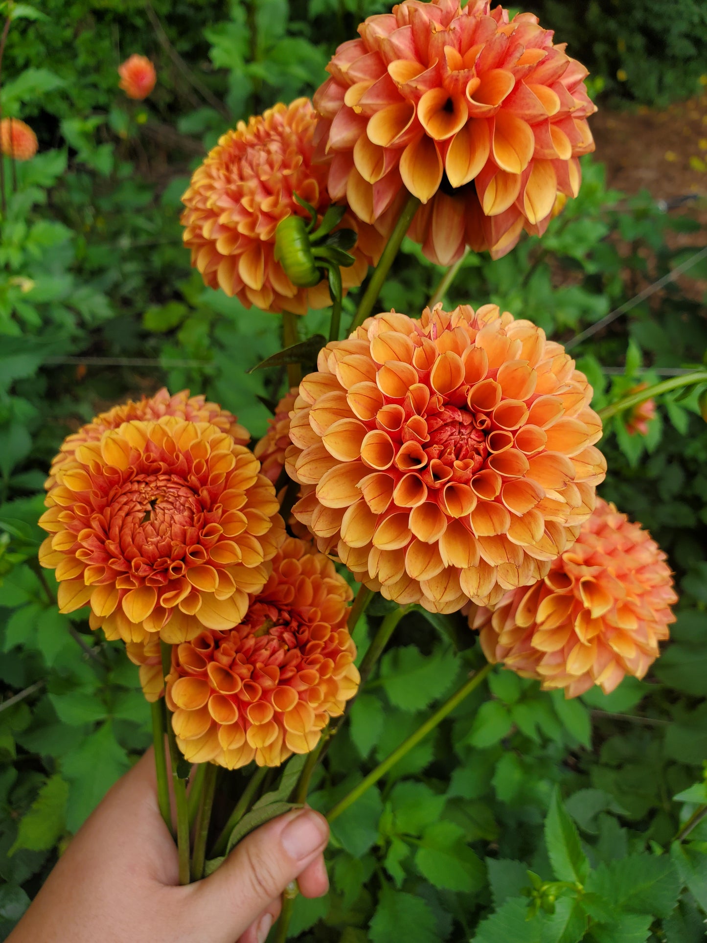 Rose Toscano Dahlia Tuber