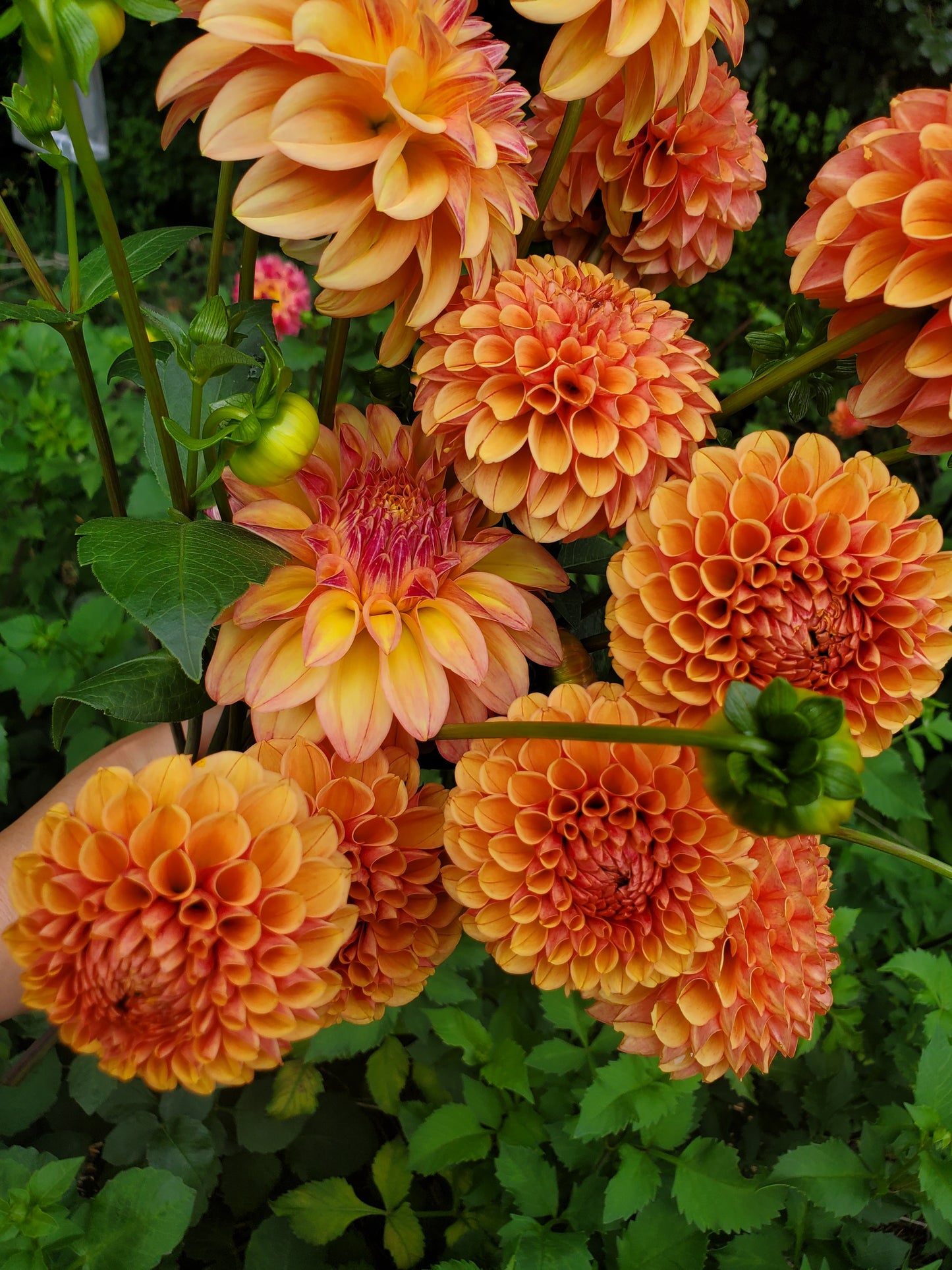 Rose Toscano Dahlia Tuber
