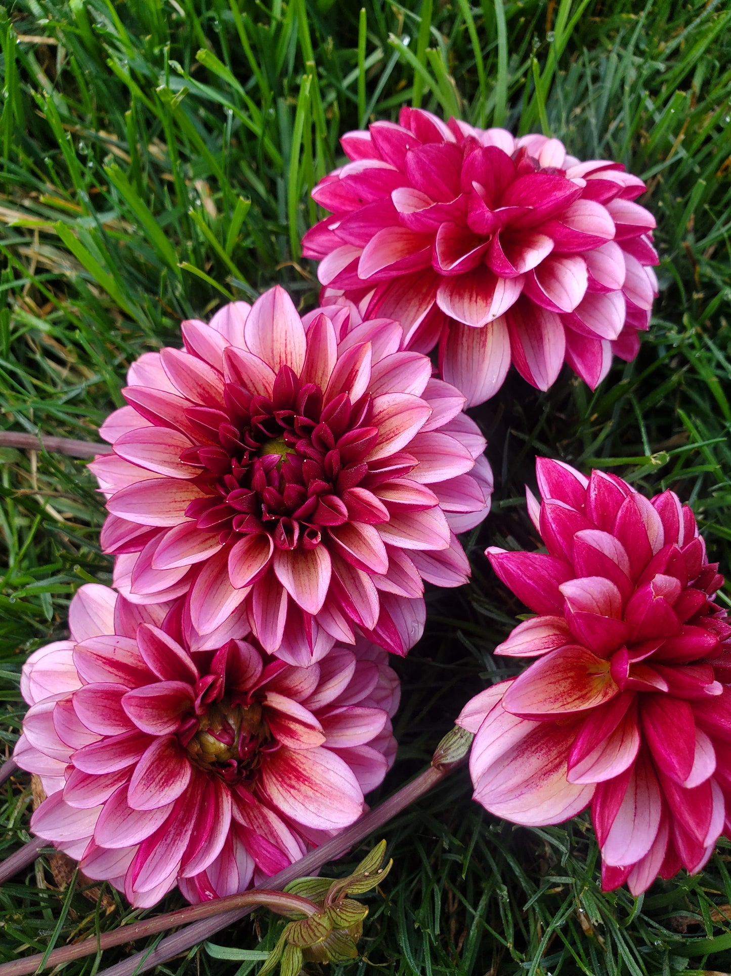 Senior's Hope Dahlia Tuber