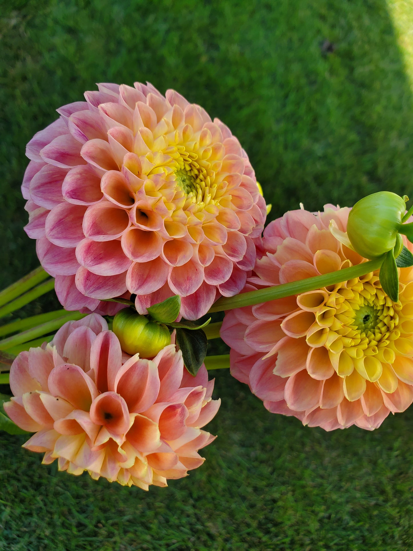 Snoho Doris Dahlia Tuber