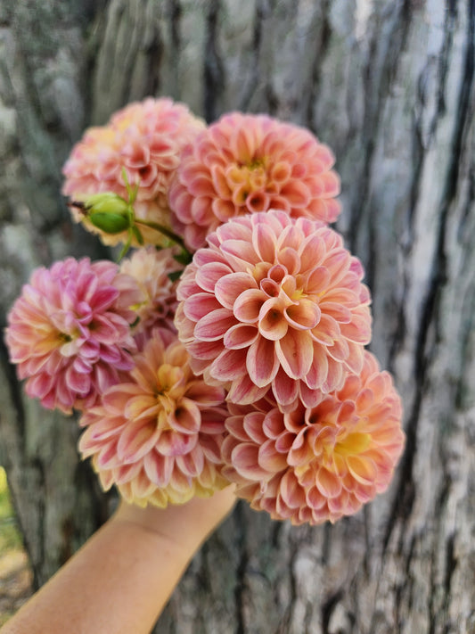 Snoho Doris Dahlia Tuber