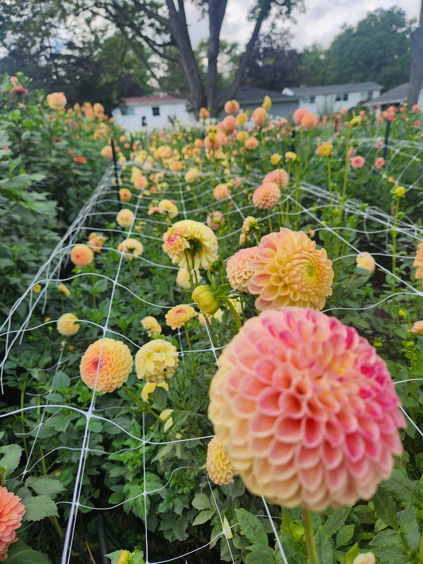 Snoho Doris Dahlia Tuber