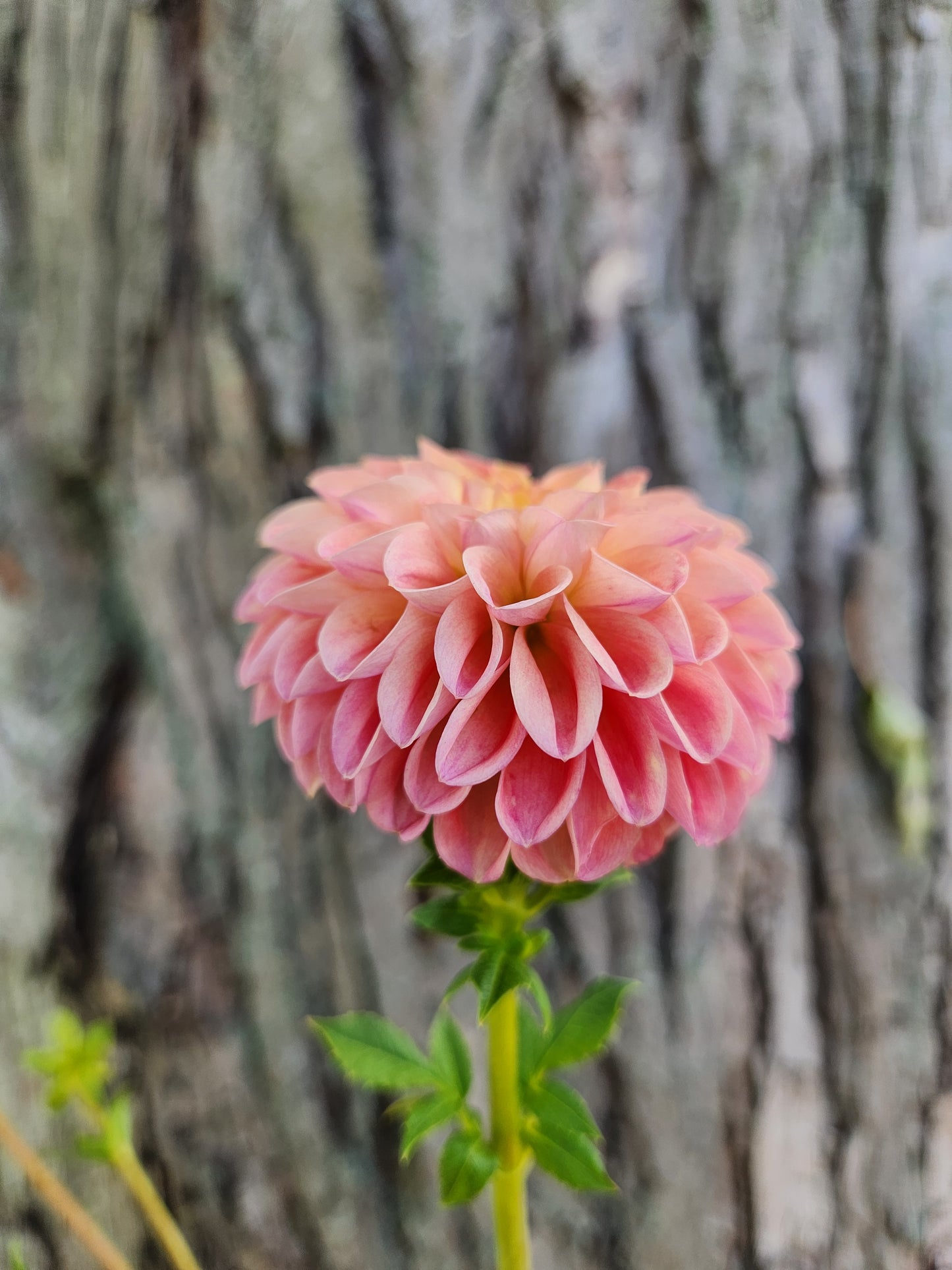 Snoho Doris Dahlia Tuber