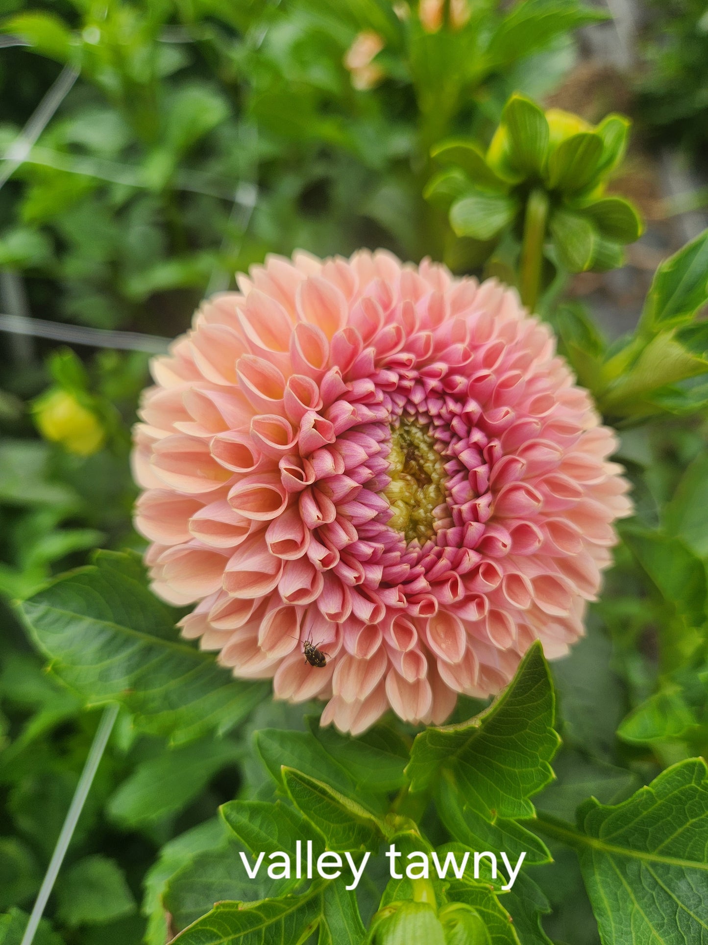 Valley Tawny Dahlia Tuber