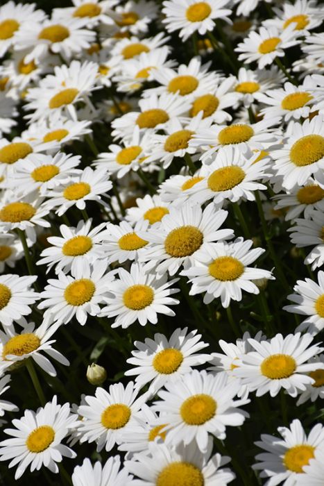 Daisy