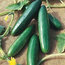 Diva Cucumber