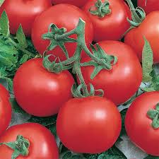 Early Doll Tomato