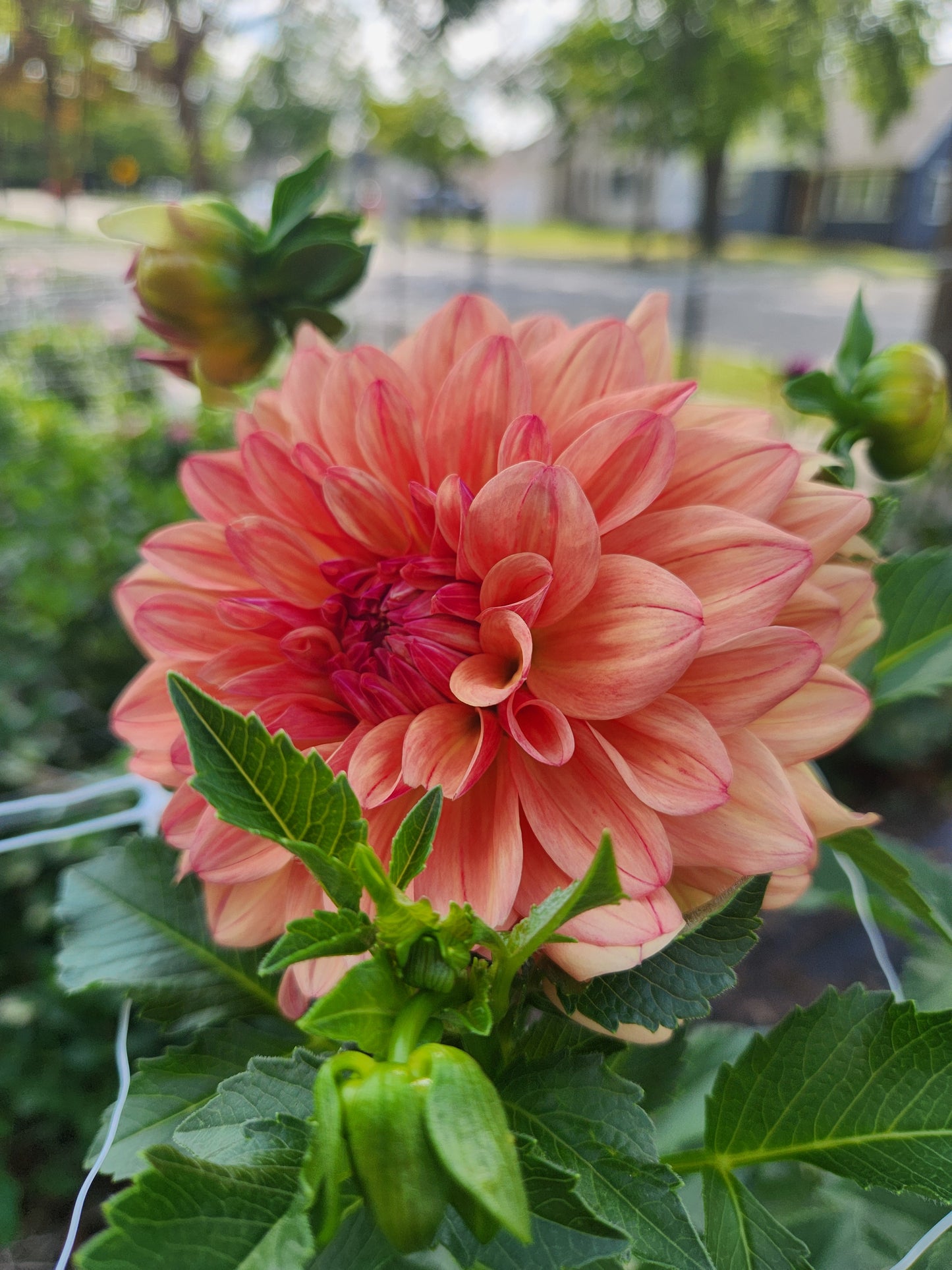 Ferncliff Copper Dahlia Potted Plant