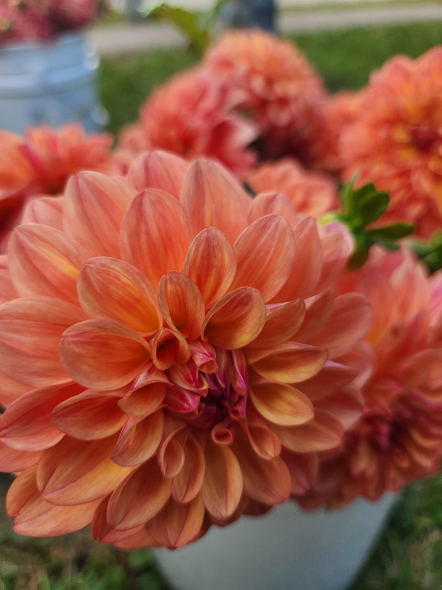 Ferncliff Copper Dahlia Potted Plant