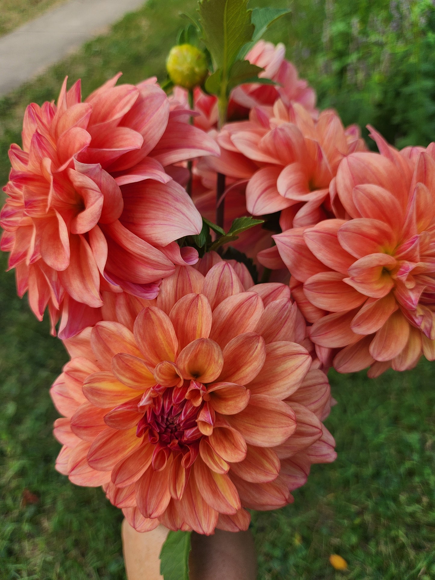 Ferncliff Copper Dahlia Potted Plant