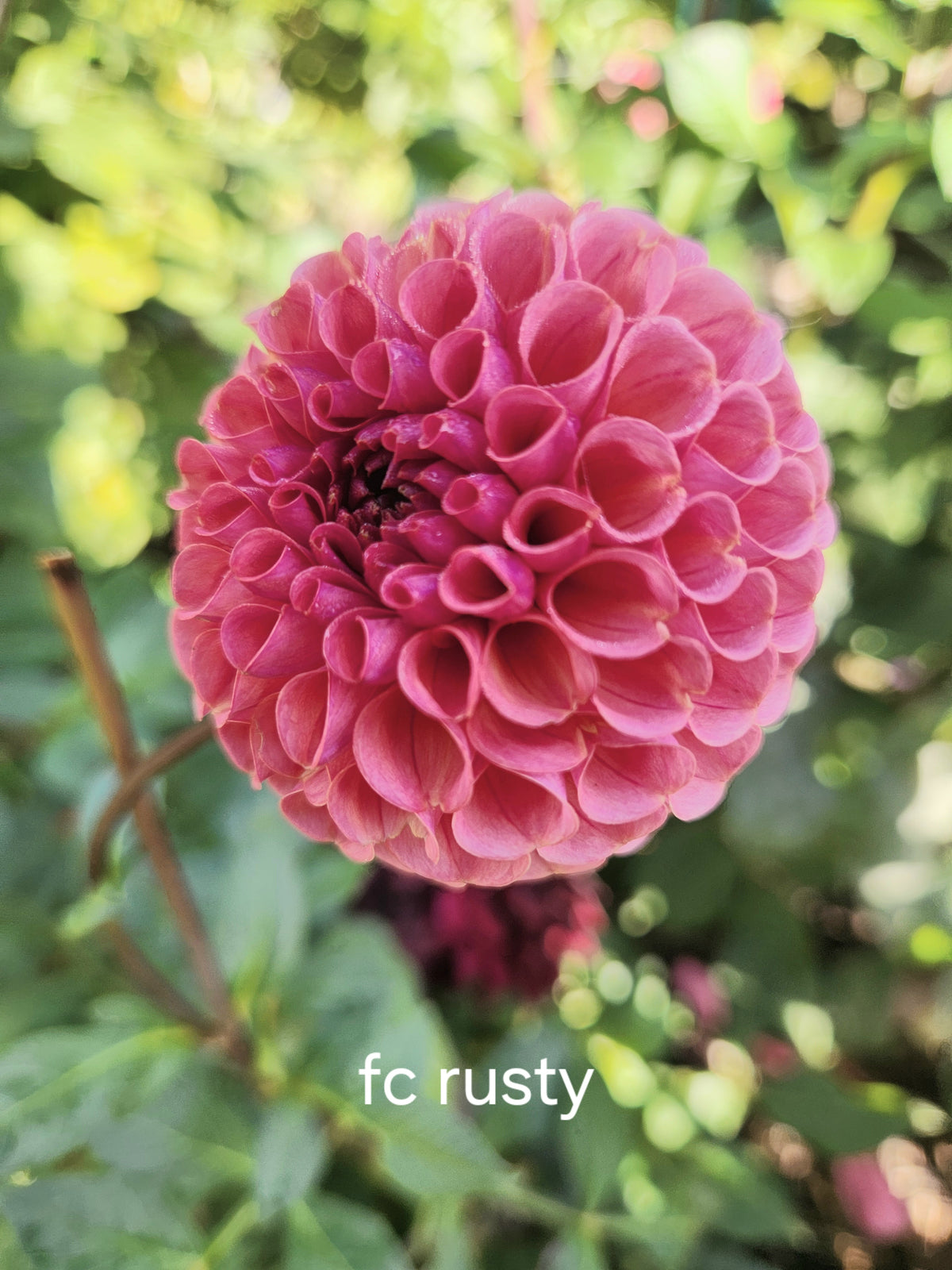 Ferncliff Rusty Dahlia Tuber