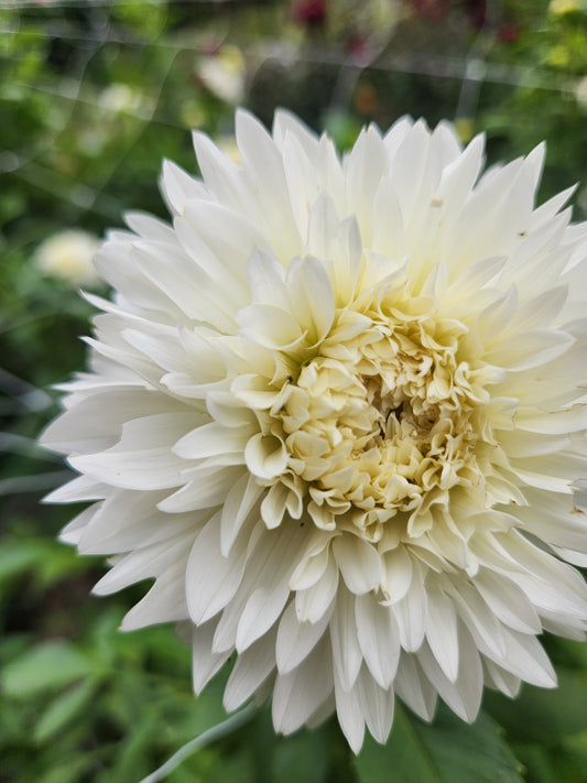 Gitts Attention Dahlia Tuber