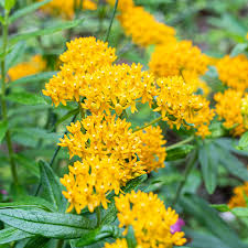 Hello Yellow Milkweed