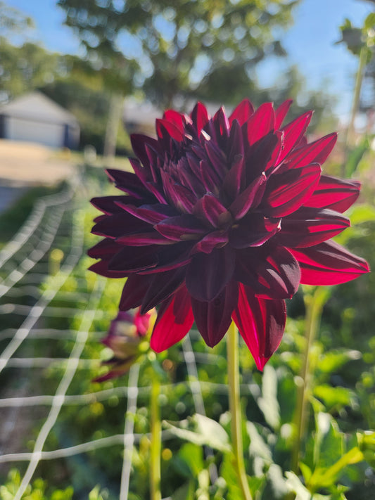Hollyhill Black Beauty Dahlia Potted Plant