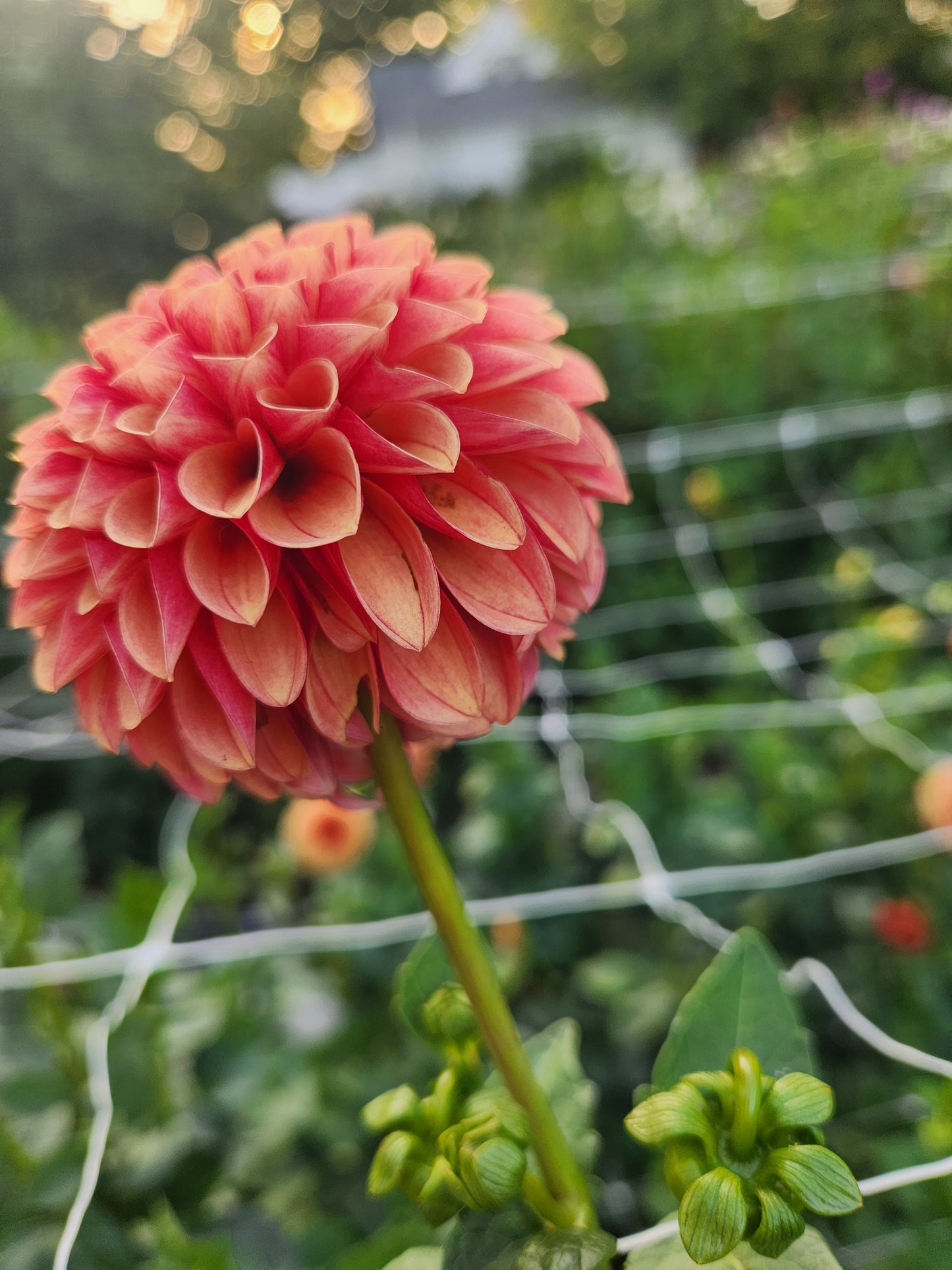 Hy Suntan Dahlia Tuber
