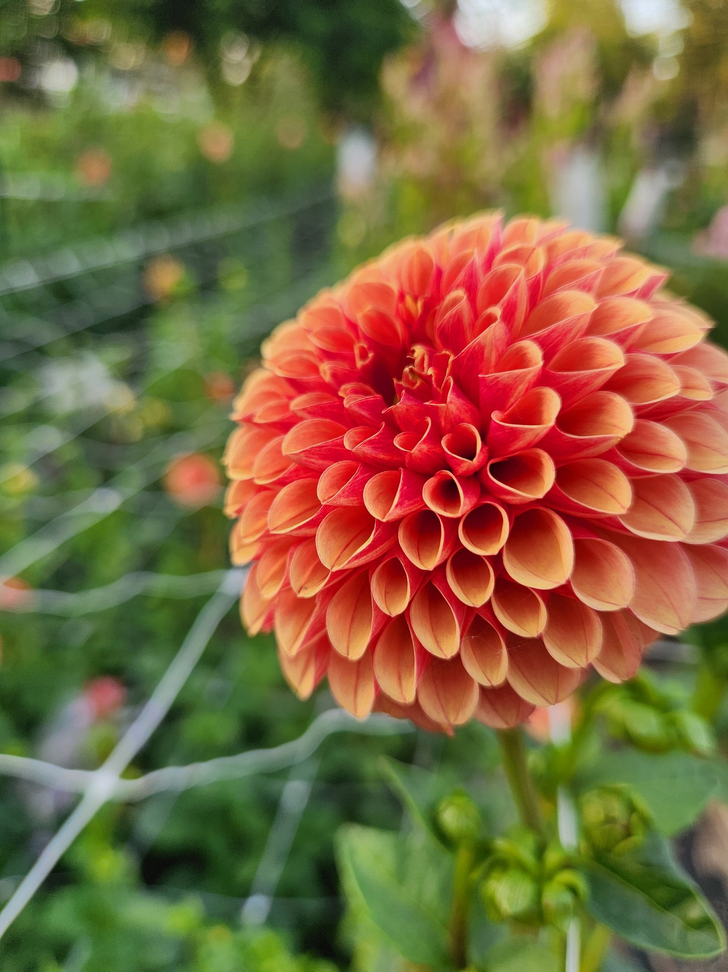 Hy Suntan Dahlia Tuber