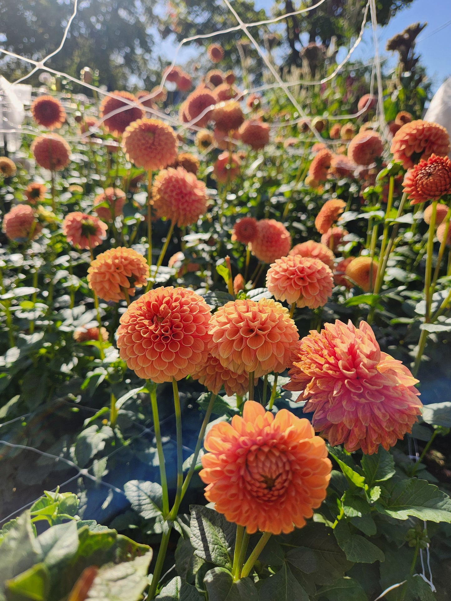 Hy Suntan Dahlia Tuber