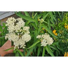 Ice Ballet Milkweed