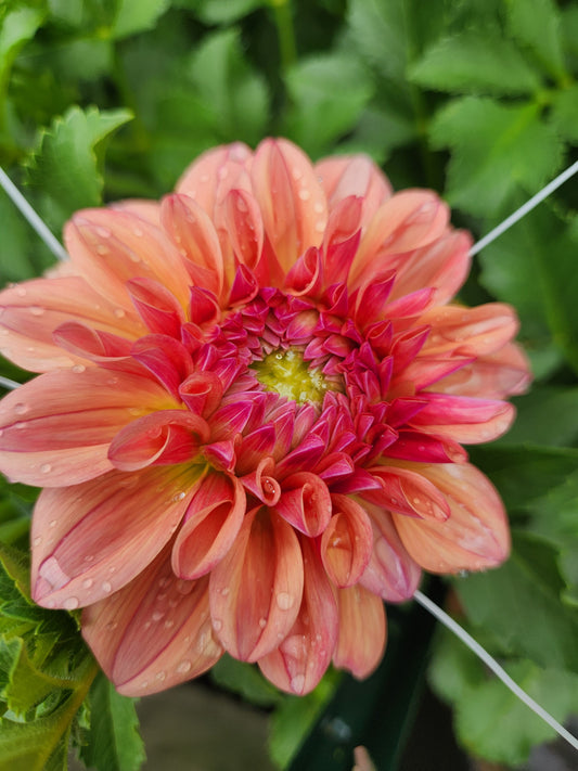 Ice Tea Dahlia POTTED PLANT