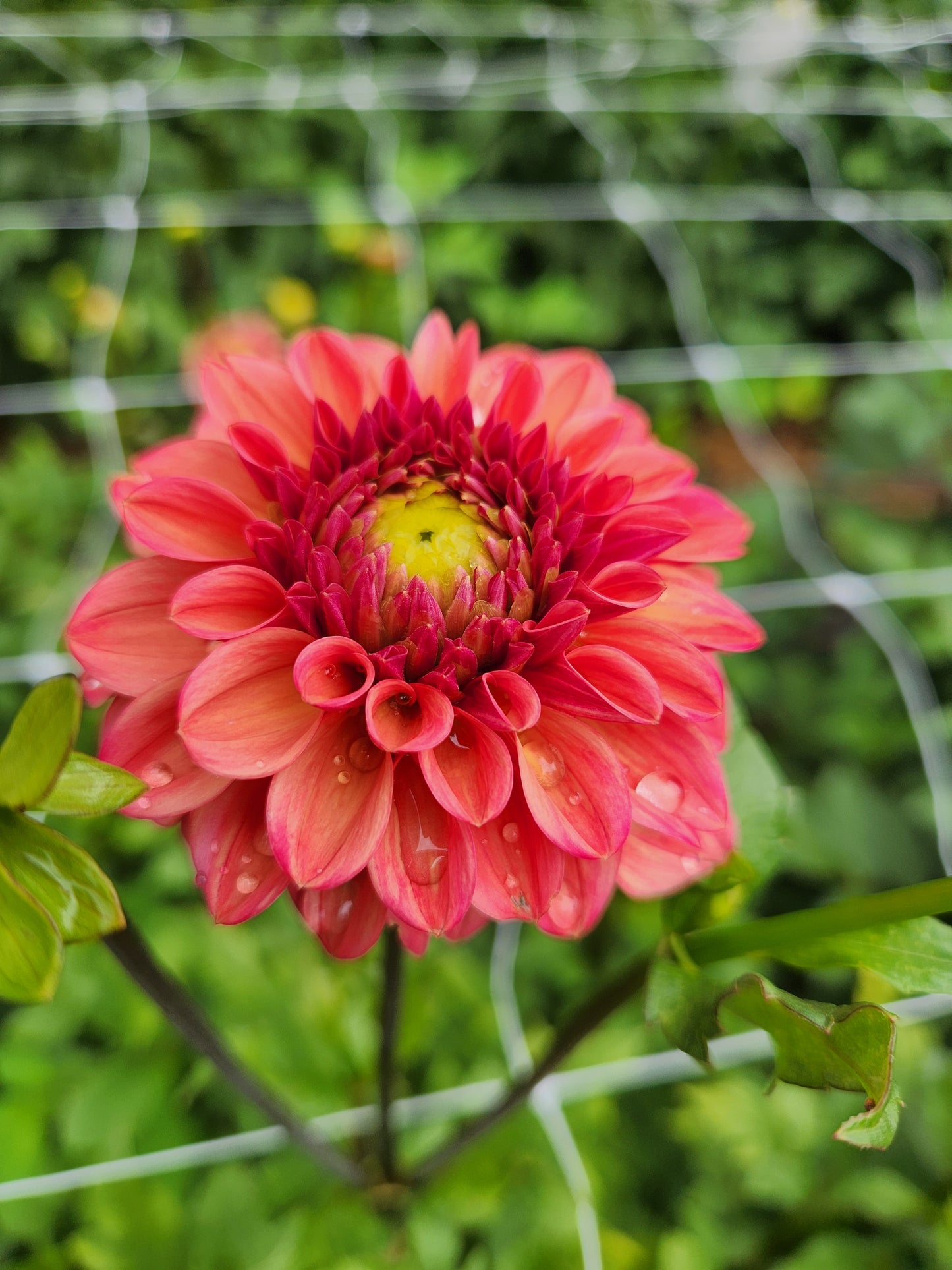 Ice Tea Dahlia POTTED PLANT