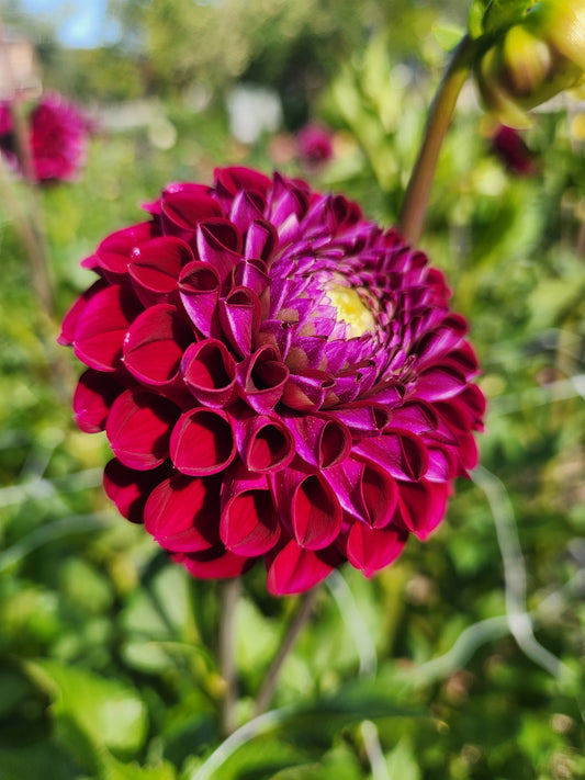 Ivanetti Dahlia Potted Plant