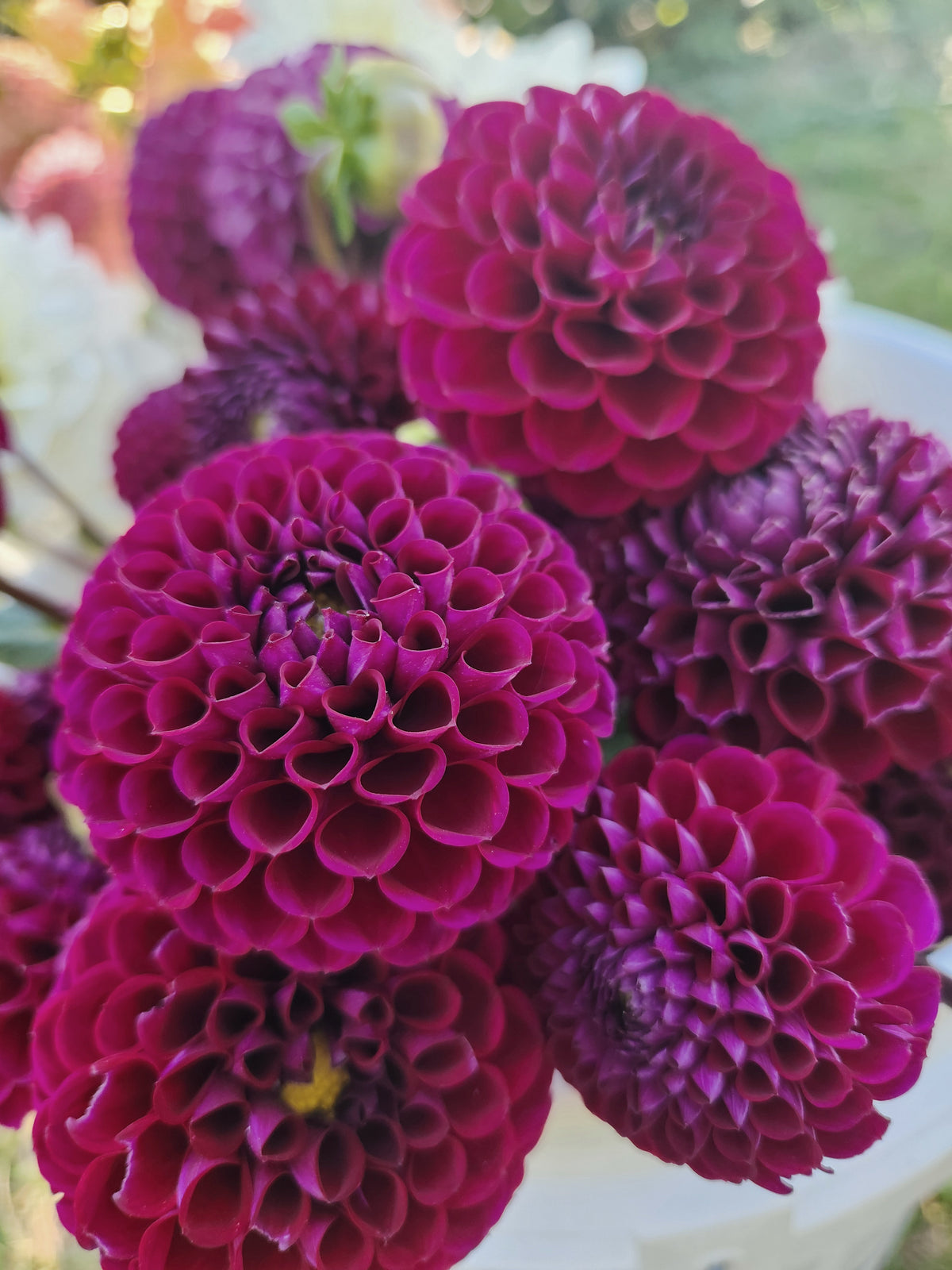 Ivanetti Dahlia Tuber Green Garden Mama ivanetti-dahlia-tuber-green-garden-mama