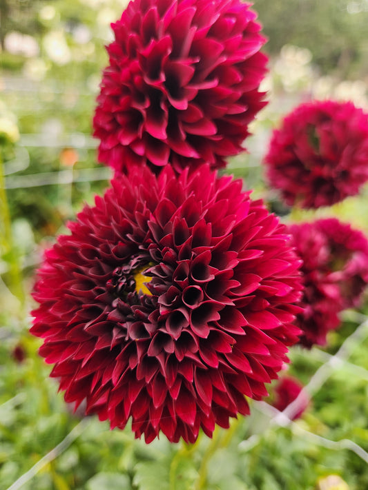 Jowey Mirella Dahlia Tuber