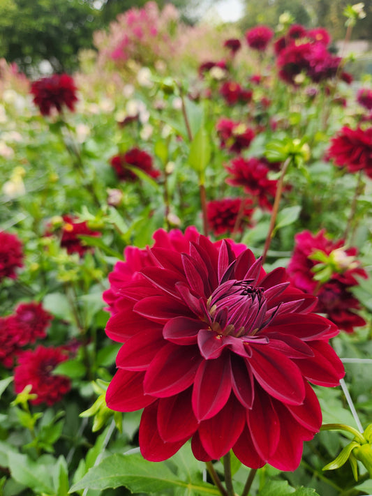 Kaisha Lea Dahlia Potted Plant