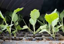 Kale Seedling Pack