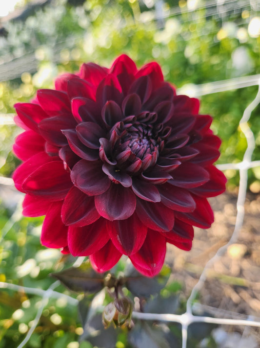 Karma Choc Dahlia Tuber