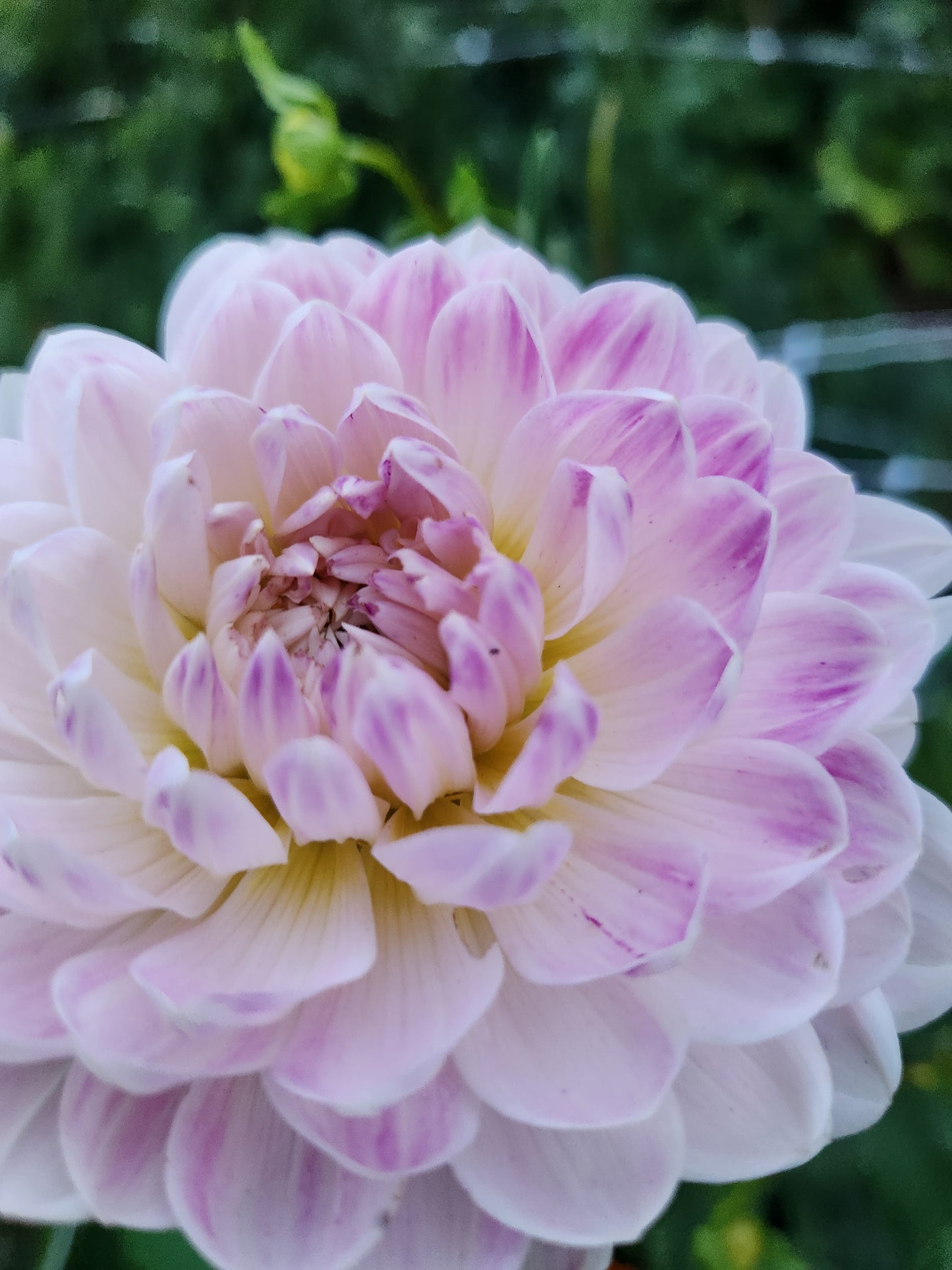 Kelgai Ann Dahlia Tuber