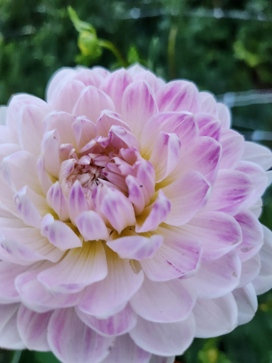 Kelgai Ann Dahlia Tuber
