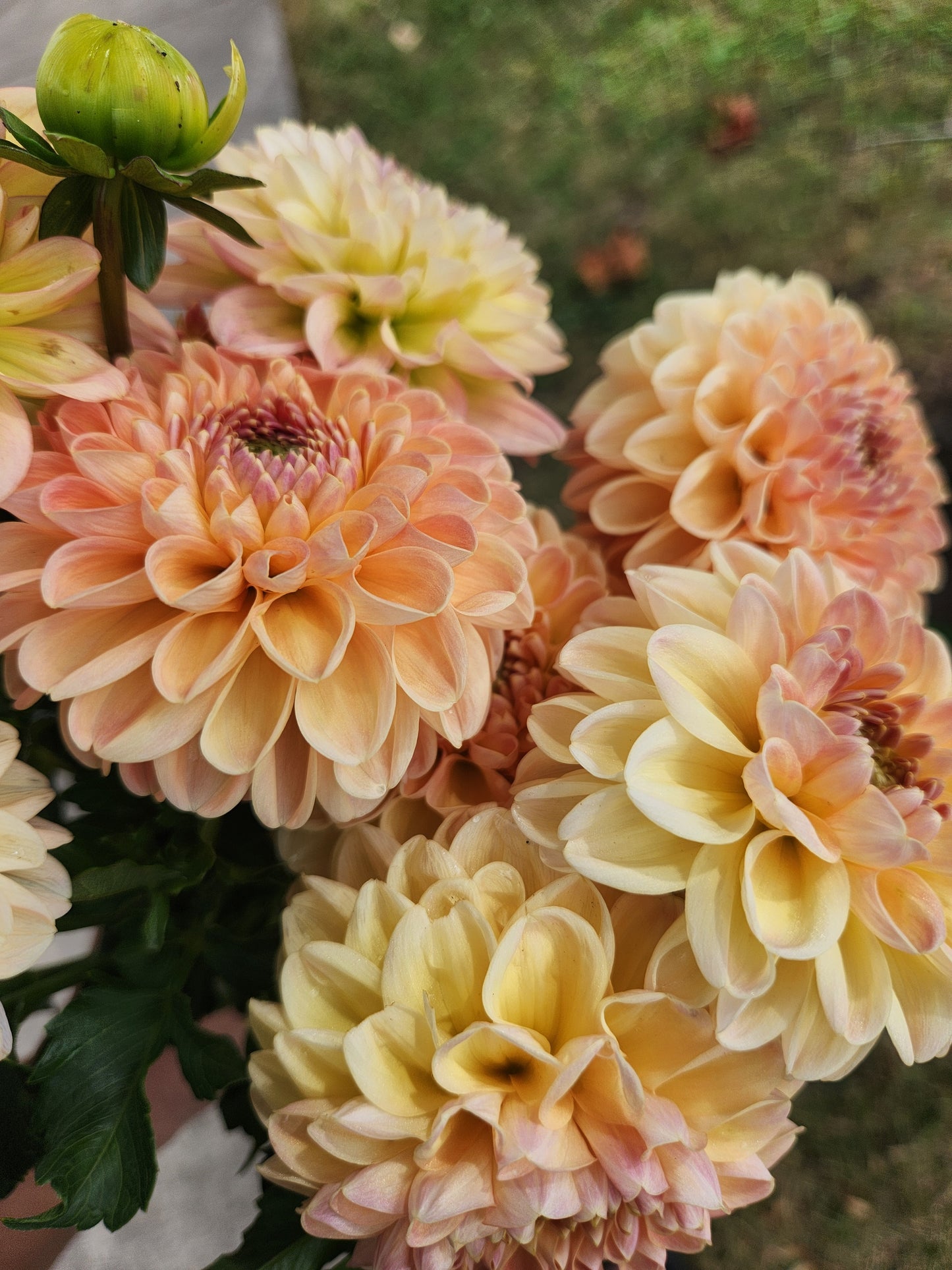 Larks Ebbe Dahlia Tuber