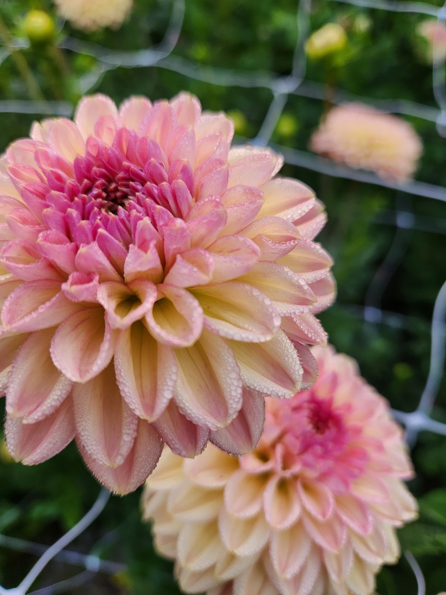 Larks Ebbe Dahlia Tuber