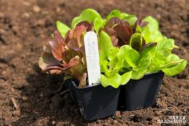 Mixed Leaf Lettuce Seedling Pack